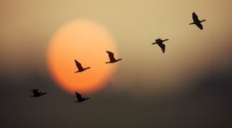 Stock-image-birds-flying-across-sun