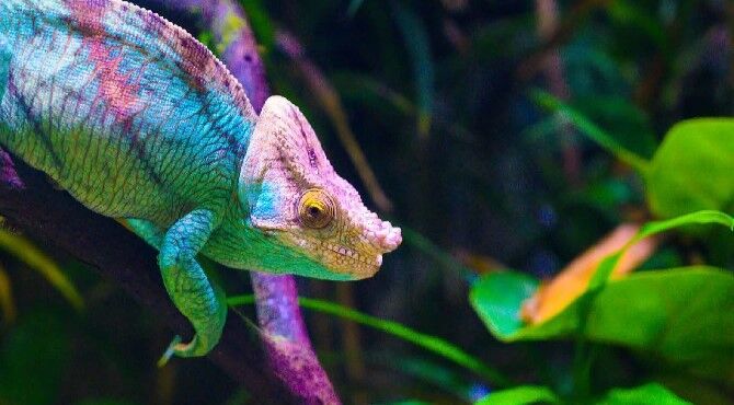 chameleon-image